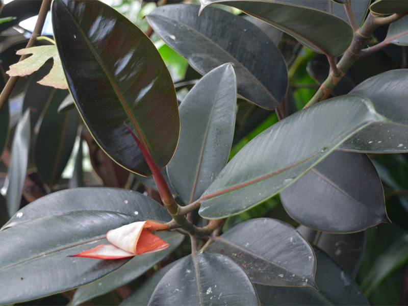 Ficus elastica 'Robusta', leaf.