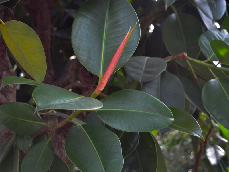 Ficus elastica, Leaf.