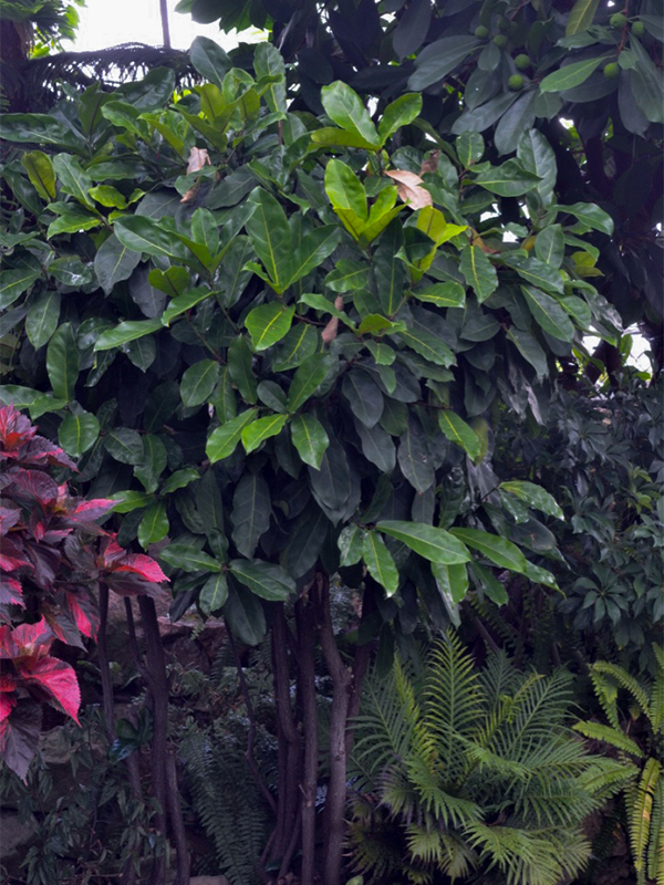 Ficus lutea, Form.