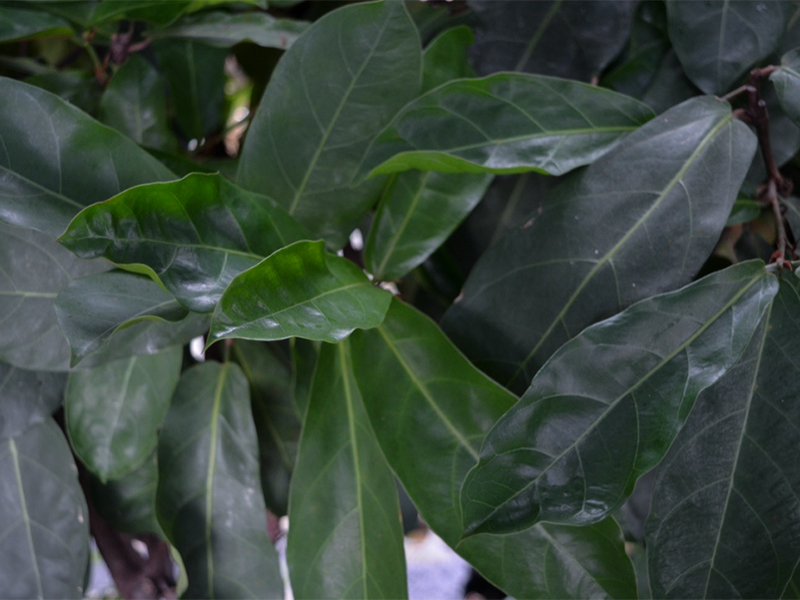 Ficus lutea, Leaf.