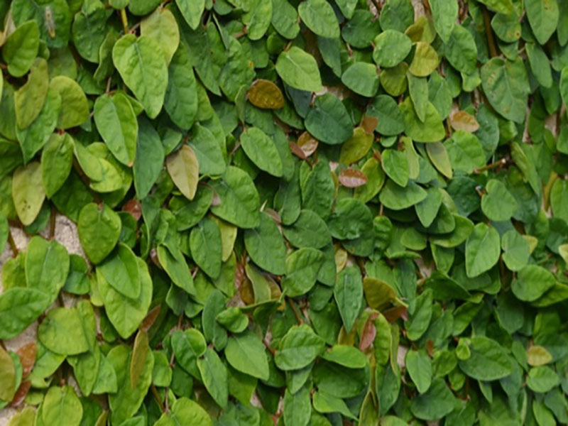 Ficus pumila, leaf. Bok Tower Gardens, Lake Wales, Florida, United States of America.