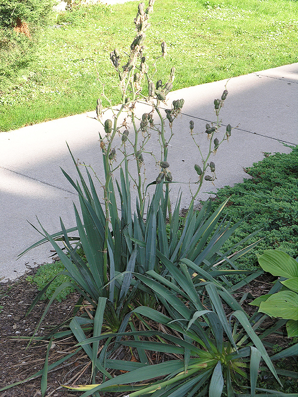 A plant at the University of Western Ontario, London.