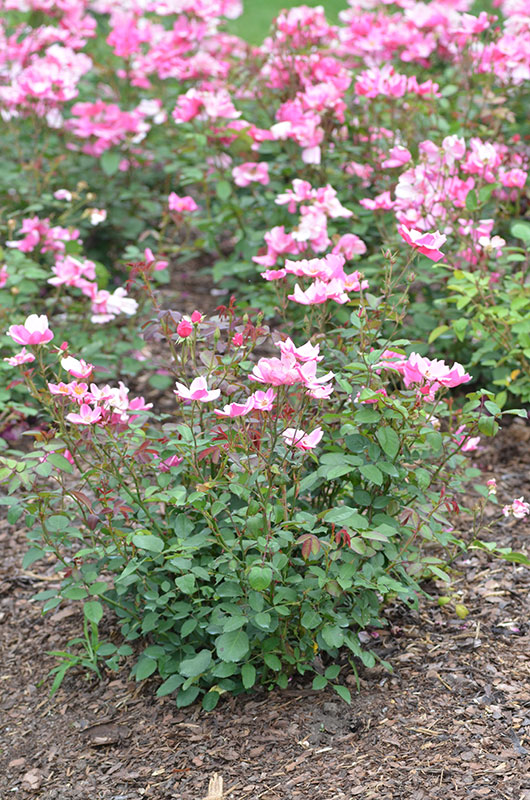Floribunda-Rose-Betty-Prior-NBG-form.jpg