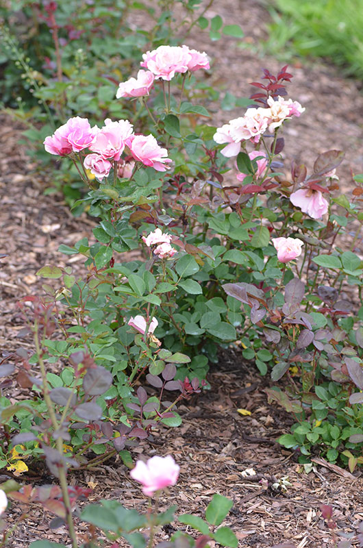 Floribunda-Rose-Else-Poulsen-NBG-form.jpg