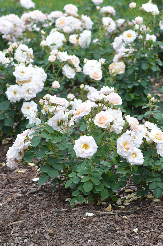 Floribunda-Rose-Pretty-Lady-NBG-form.jpg