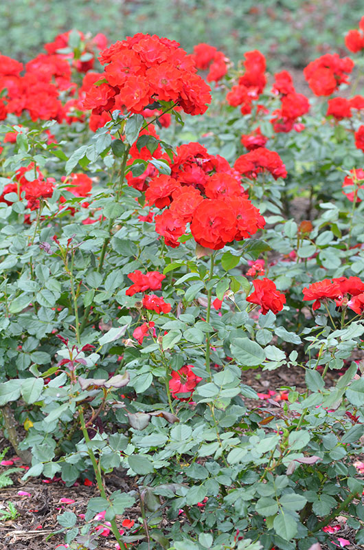 Floribunda-Rose-Royal-Occasion-NBG-form.jpg