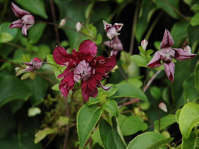 Flower-Clematis-viticella-Purpurea-Plena-Elegans-2015.jpg