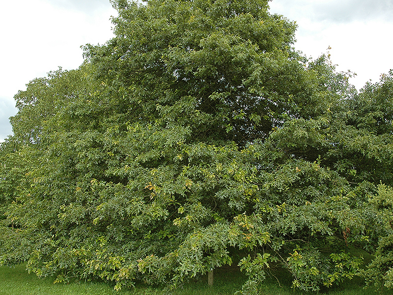 Form-Quercus-palustris-2015.jpg