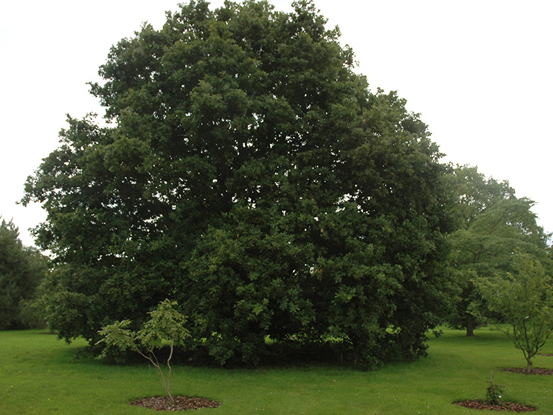 A mature tree at Wakehurst Place, Ardingly, West Sussex, England.