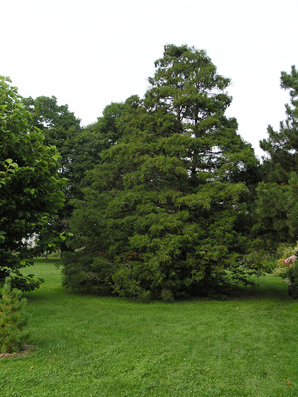 A mature specimen in the Rayner Gardens, London, Ontario, Canada.