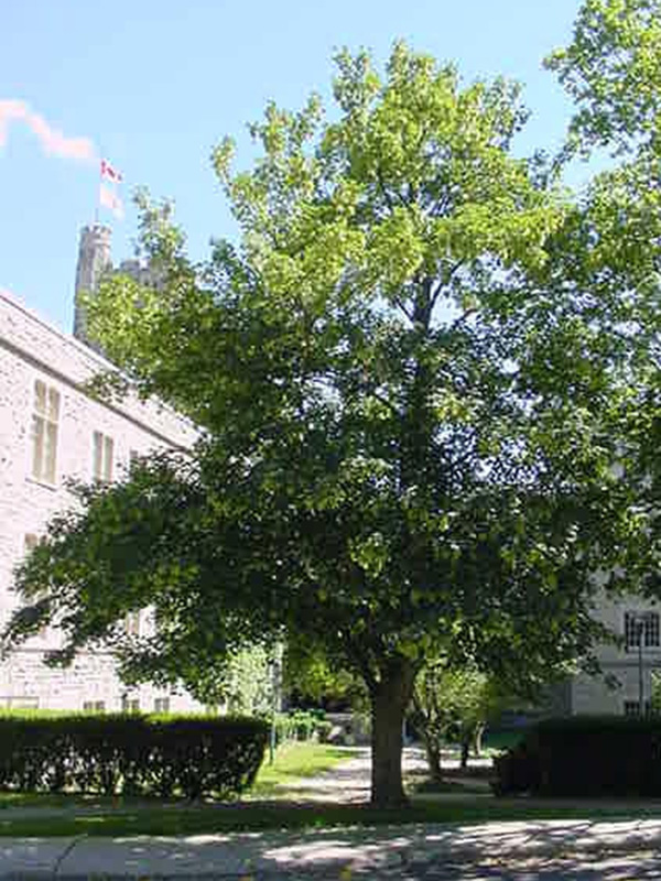 Acer pseudoplatanus, form. University of Western Ontario, south of the McIntosh Gallery, London, Ontario, Canada.