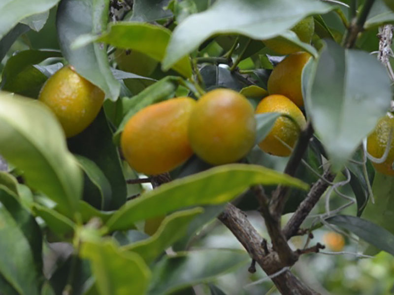 Fortunella japonica, fruit. Pinewood Estates, Bok Tower Gardens, Lake Wales, Florida, United States of America.