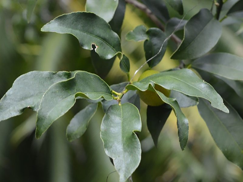 Fortunella japonica, leaf. Pinewood Estates, Bok Tower Gardens, Lake Wales, Florida, United States of America.