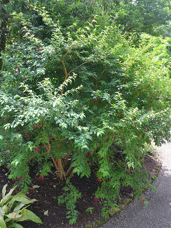 Fuchsia-LechladeMagician-frm.JPG
