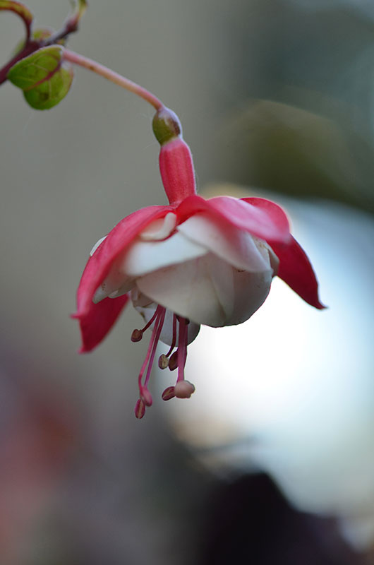 Fuchsia-Swingtime-cuddy-flower.jpg