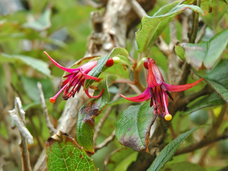 Fuchsia excorticata, flower cluster.