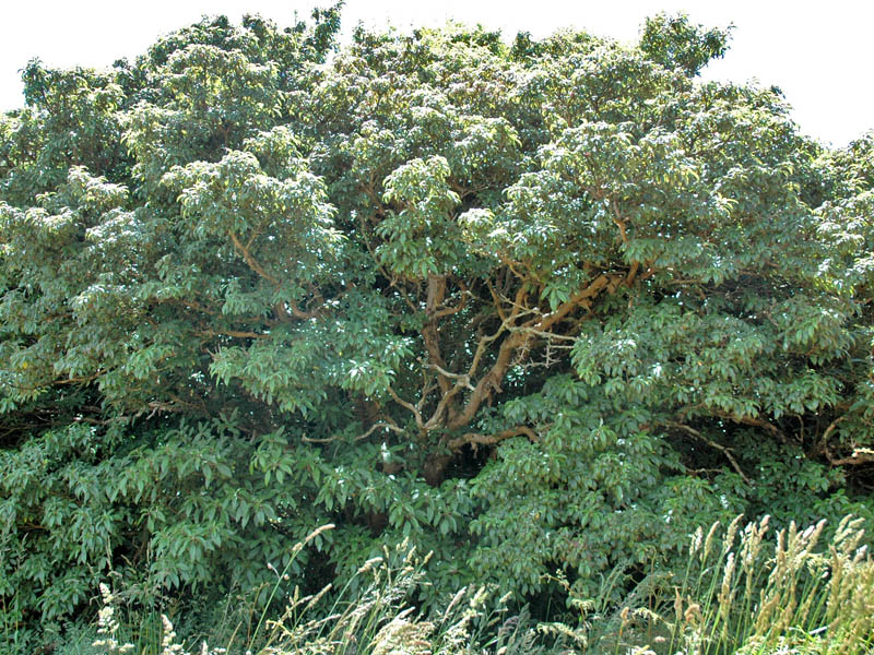 Fuchsia excorticata, form.