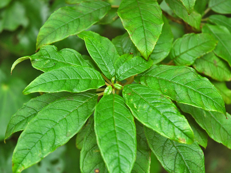 Fuchsia excorticata, leaf.