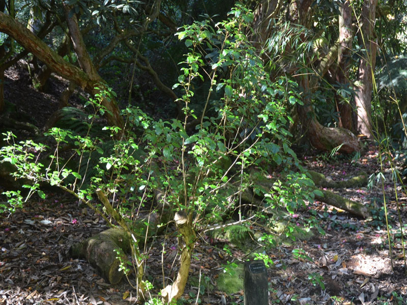 Fuchsia excorticata, form, Trebah Garden Trust, Mawnan Smith, Falmouth, Cornwall, United Kingdom.