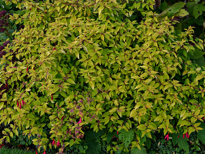 Fuchsia-magellanica-Aurea-frm.jpg