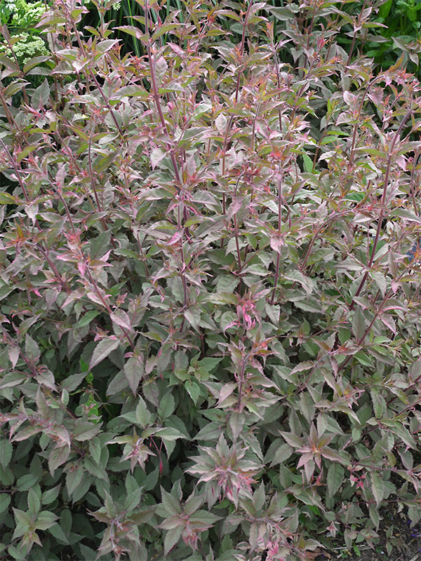 Fuchsia-magellanica-Versicolor-frm.JPG