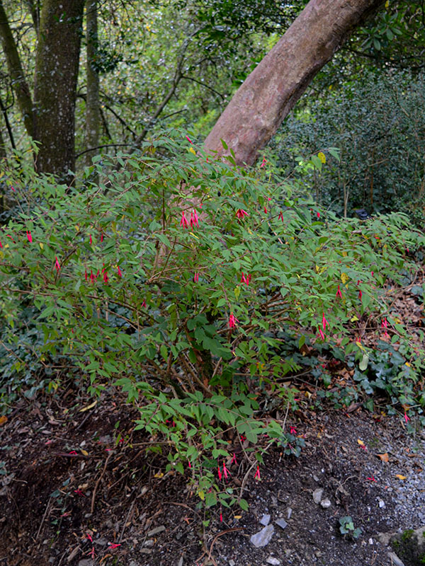 Fuchsia magellanica, form. Trebah Gardens, Mawnan Smith, Nr Falmouth, Cornwall. 15/10/2019.