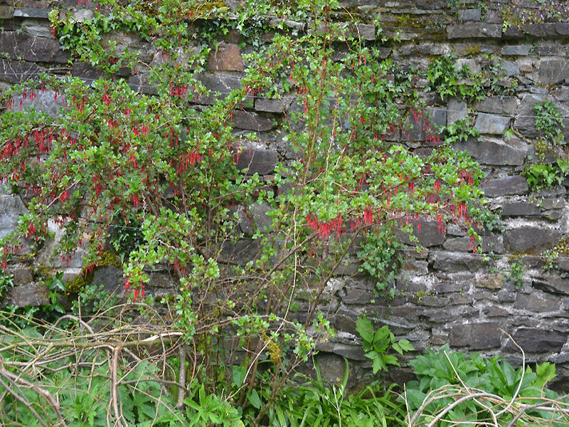 Fuchsia magellanica var. gracilis, form. Cotehele House National Trust, St Dominick, Cornwall, United Kingdom. 