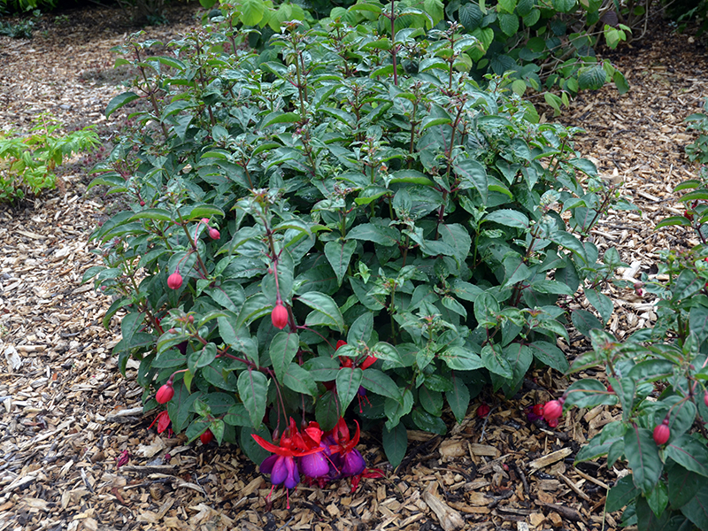 Fuchsia-royal-purple-FRM2.JPG