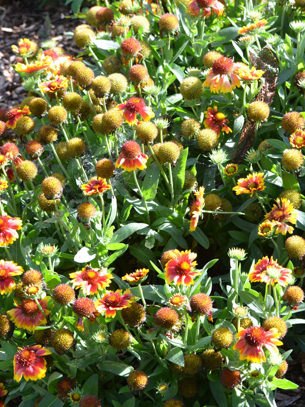 Gaillardia-x-grandflora-Arizona-Sun-cd-frm-1.JPG