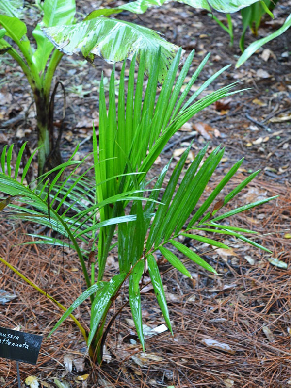 Gaussia attenuata, form. Harry P. Leu Gardens, Orlando, Florida, United States of America.