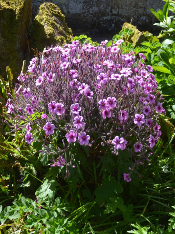 Geranium maderense, form. Tresco Abbey Garden, Tresco, Isles of Scilly, United Kingdom. 
