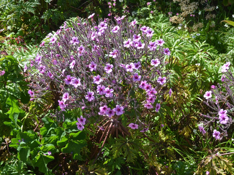 Geranium maderense, form. Tresco Abbey Garden, Tresco, Isles of Scilly, United Kingdom. 