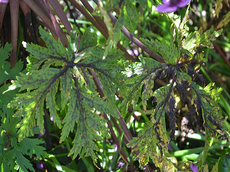 Geranium maderense, leaf. Tresco Abbey Garden, Tresco, Isles of Scilly, United Kingdom. 