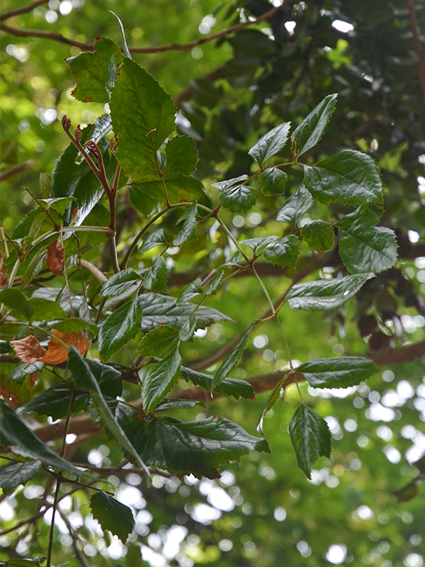 Gevuina avellana, leaf. Trewidden Garden, Trewidden, Penzance, England.