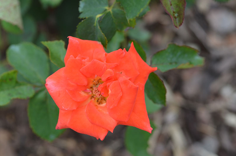Grandiflora-Rose-Prominent-NBG-flower.JPG