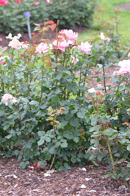 Grandiflora-Rose-Queen-Elizabeth-NBG-form.jpg