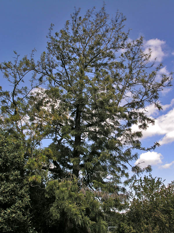 Grevillea-robusta-form.jpg
