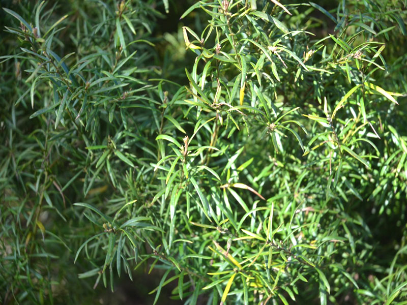 Grevillea rosmarinifolia, leaf. Trebah Garden Trust, Mawnan Smith, Falmouth, Cornwall, United Kingdom.