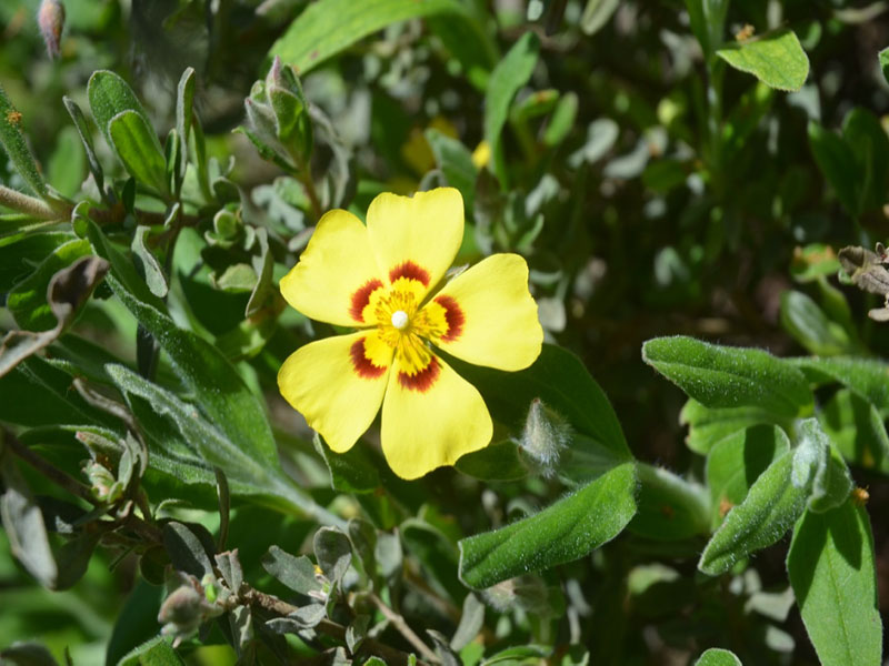 Halimium lasianthum, flower, Trebah Garden Trust, Mawnan Smith, Falmouth, Cornwall, United Kingdom.