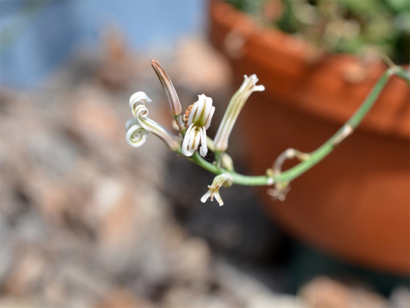 Haworthia attenuata, Flower