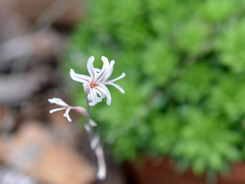Haworthia turgida, Flower