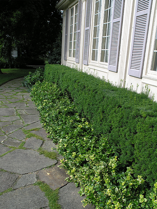 A mature hedge  in the Cuddy Gardens, Strathroy, Ontario, Canada.
