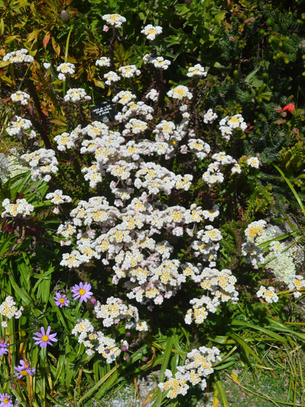Helichrysum felinum, form. Tresco Abbey Garden, Tresco, Isles of Scilly, United Kingdom. 