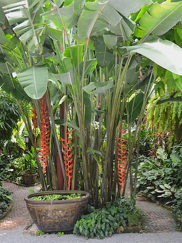 Heliconia rostrata, form. Jim Thompson House, Bangkok, Thailand. Wishing Tree Resort, Tha Phrae, Thailand.