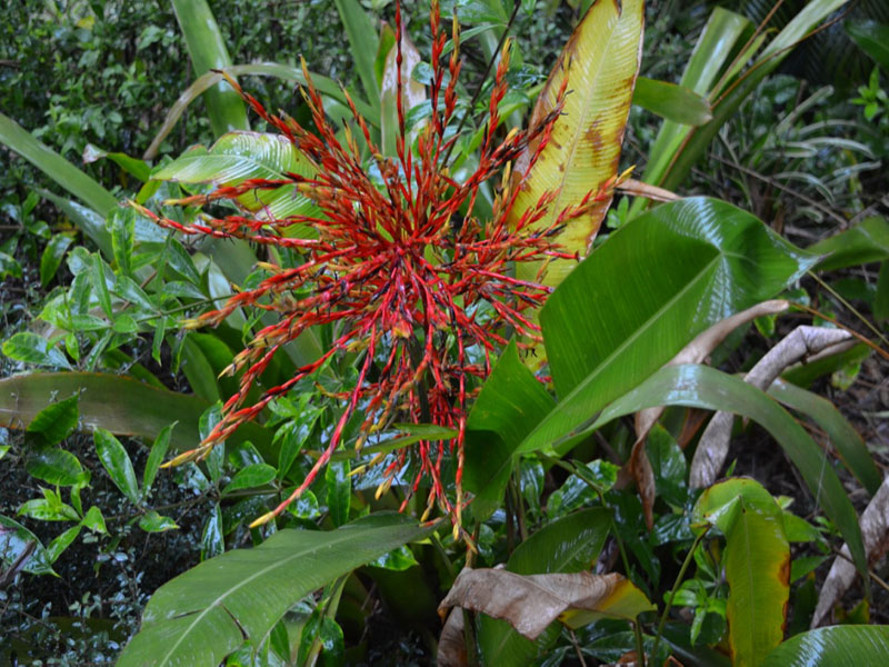 Heliconia rostrata, flower. Harry P. Leu Gardens, Orlando, Florida, United States of America.