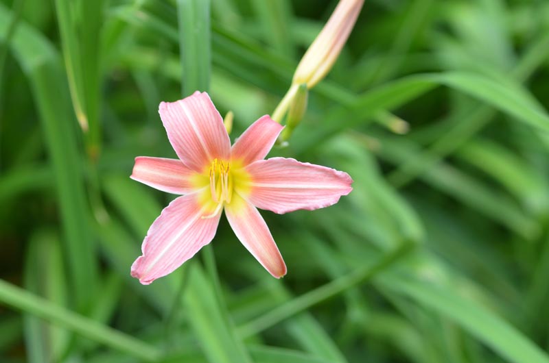 Hemerocallis-Dainty-Ann-devonian-flower.JPG