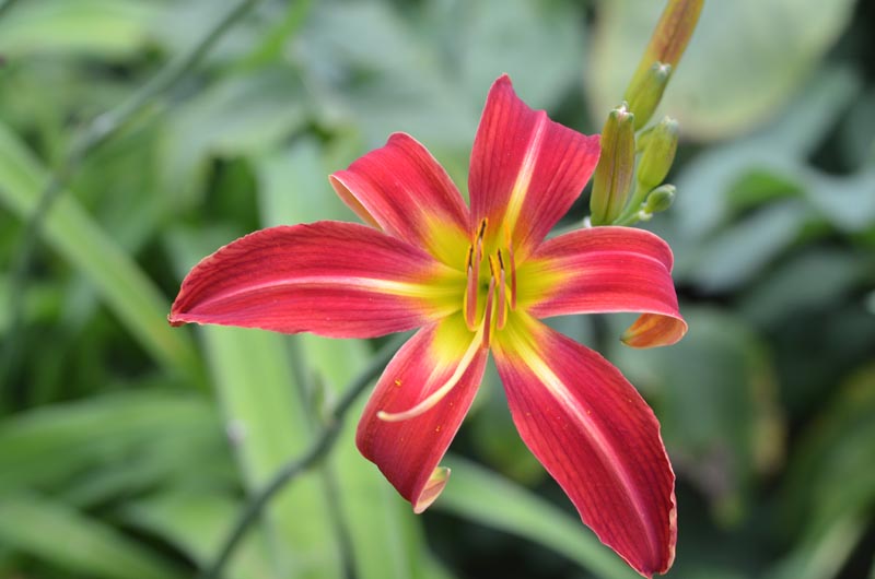 Hemerocallis-Red-Thrill-dev-flower.JPG
