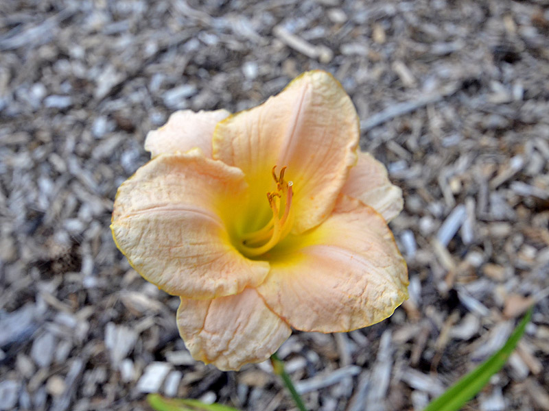 Hemerocallis-x-Time-Lord-flower.jpg