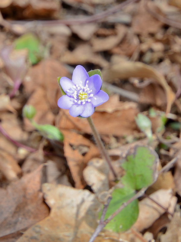 Hepatica-nobilis-Blue-Beauty-flower-form.jpg