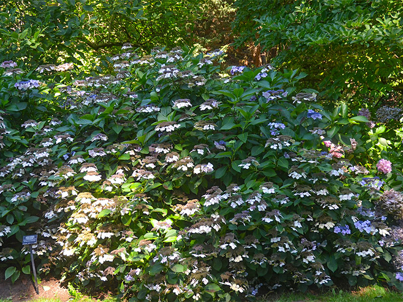 Hydrangea-macrophylla-Mariesii-Perfecta-frm.jpg